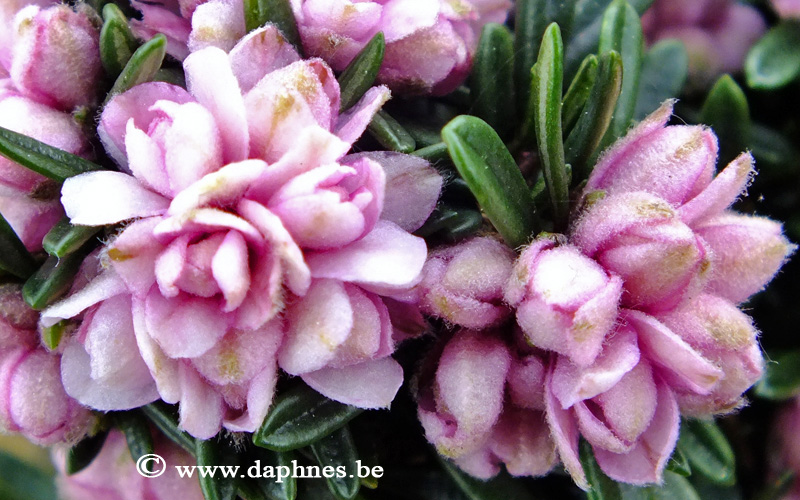 daphne petraea double flowered